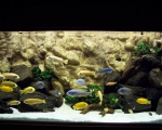 Akwarium biotopowe