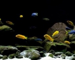 Akwarium biotopowe